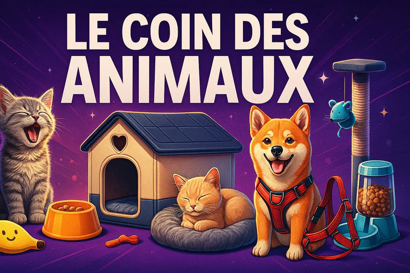 Chien shiba inu orange portant un harnais et une laisse rouges